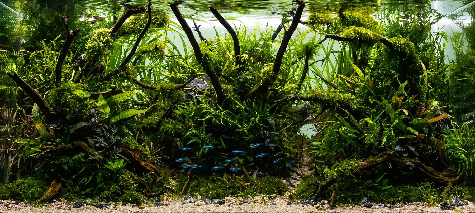 CO2添加を行う水草水槽のアクアスケープ